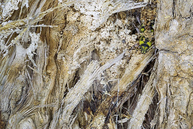 Xylotrechus namanganensis, Tajikistan, imago stock-image by Agami/Ralph Martin,