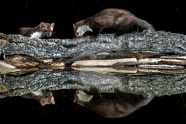 Beech Marten (Martes foina) during the night in Extremadura, Spain. stock-image by Agami/Oscar Díez,