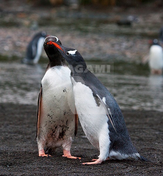 Ezelspinguïn paar op strand; Gentoo Penguin pair on the beach stock-image by Agami/Marc Guyt,