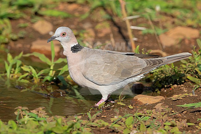 Mourning Collared Dove ( Streptopelia decipiens ambigua), side view of an adult at drinking pool, Mpumalanga, South Africa stock-image by Agami/Saverio Gatto,