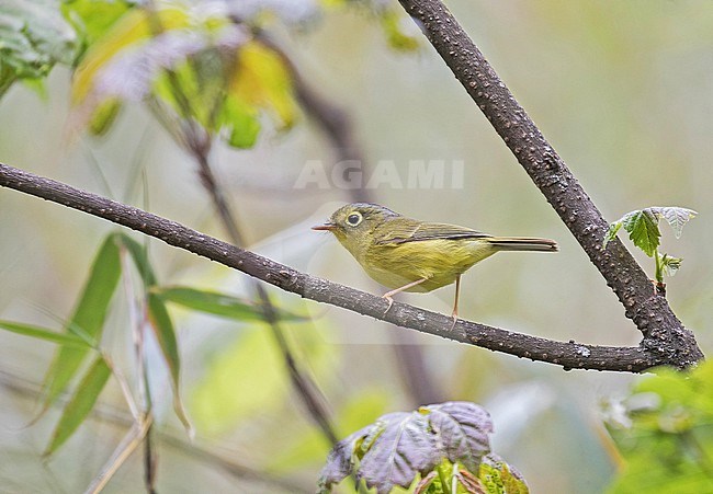Bianchi's Warbler (Phylloscopus valentini) in Sichuan, China. stock-image by Agami/Pete Morris,