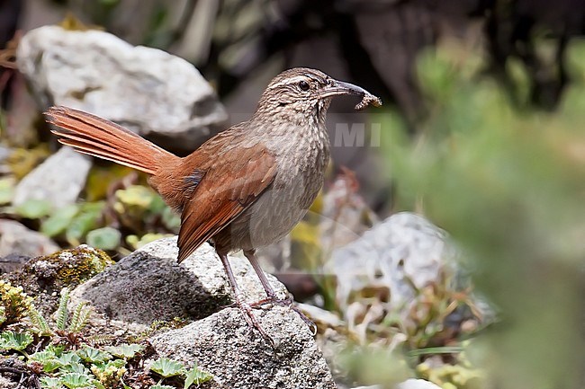 Birds of Peru, the Striated Earthcreeper stock-image by Agami/Dubi Shapiro,