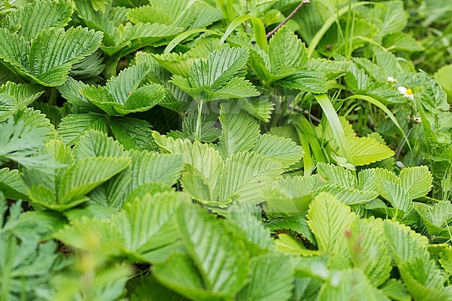 Hautbois Strawberry	 leaves stock-image by Agami/Wil Leurs,