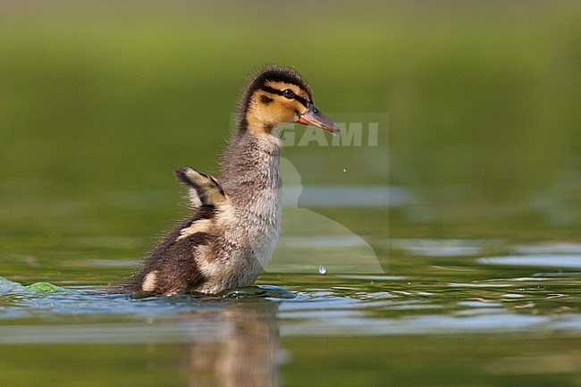 Mallard - Stockente - Anas platyrhynchos ssp. platyrhynchos, Germany, duckling stock-image by Agami/Ralph Martin,