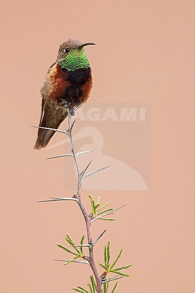 Male Wedge-tailed Hillstar (Oreotrochilus adela) Perched on top of spiny bush  in Argentina stock-image by Agami/Dubi Shapiro,
