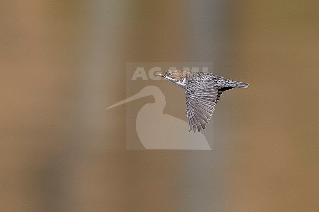 Adult Red-bellied Dipper (Cinclus cinclus aquaticus) flying over a lake near Trois-ponts, Namur, Belgium. stock-image by Agami/Vincent Legrand,