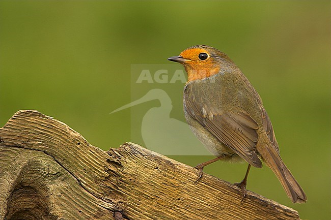 Adult European Robin (Erithacus rubecula) standing alert on a old fench. stock-image by Agami/Danny Green,