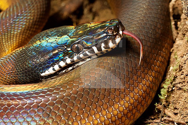 A D'Albertis' python, Leiopython albertisii also known as White-lipped Pyhton is a stunning snake found only in Papua. Its irridescent head and beautiful white 'lips' make for a beautiful color combination. stock-image by Agami/Jacob Garvelink,