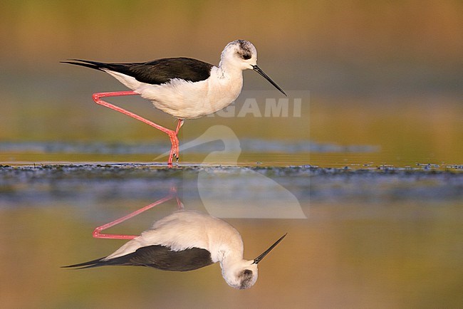 Black-winged Stilt (Himantopus himantopus), side view of an adult male standing in the water,  Campania, Italy stock-image by Agami/Saverio Gatto,