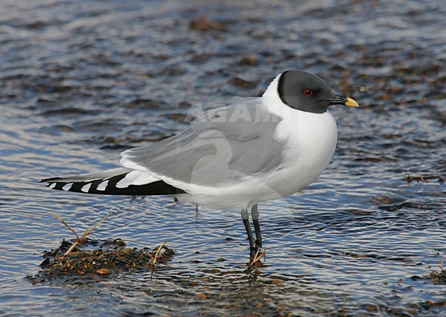 Vorkstaartmeeuw adult in water; Sabines Gull adult perched in water stock-image by Agami/Pete Morris,