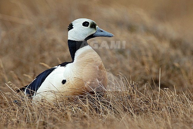 Adult male 
Barrow, AK 
June 2010 stock-image by Agami/Brian E Small,