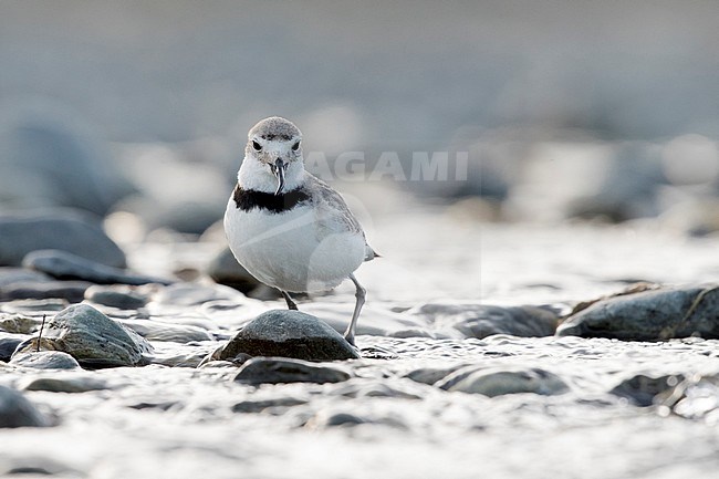 Adult Wrybill Anarhynchus frontalis, standing in a river bed, South Island, New Zealand. stock-image by Agami/Rafael Armada,