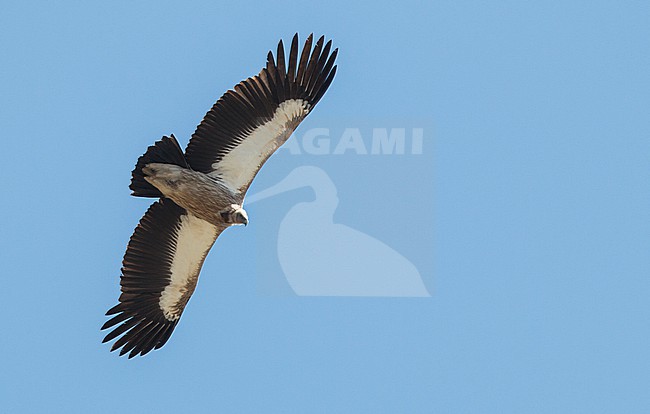Adult Himalayan Griffon Vulture, Gyps himalayensis, in flight. stock-image by Agami/Ian Davies,
