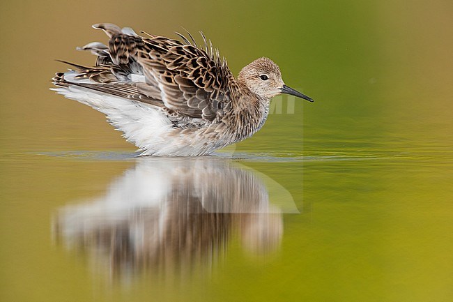 Ruff (Philomachus pugnax), standing in water. Shuffling its feathers. stock-image by Agami/Saverio Gatto,