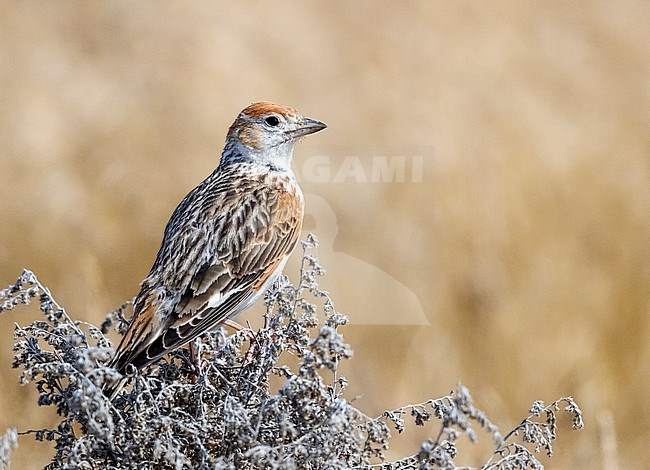 Adult White-winged Lark perched on grass in steppe in Kazakhstan. May 2017. stock-image by Agami/Vincent Legrand,