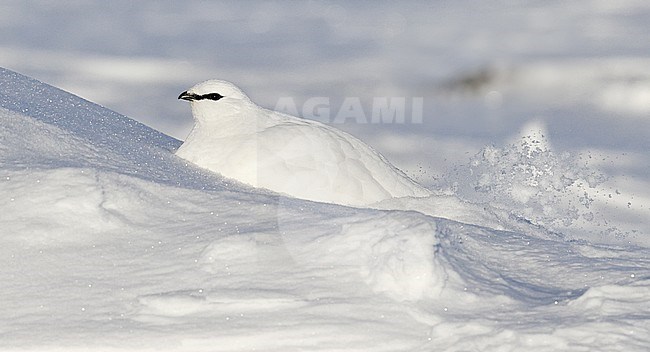 Ptarmigan (Lagopus mutus) wintering in arctic conditions in arctic Finland. stock-image by Agami/Markus Varesvuo,