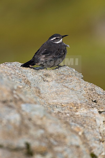 Grijsbuikwipstaart zittend op een rots; Dark-bellied Cinclodes perched on a rock stock-image by Agami/Marc Guyt,