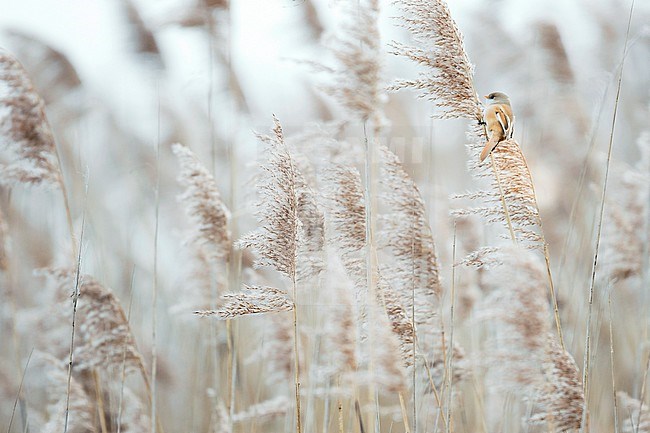 Bearded Reedling - Bartmeise - Panurus biarmicus ssp. biarmicus, Germany, adult female stock-image by Agami/Ralph Martin,