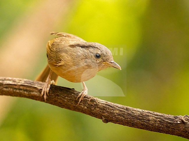 Oriental Brown-cheeked Fulvetta, Alcippe poioicephala stock-image by Agami/Hans Germeraad,