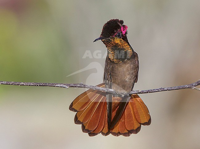 Ruby-topaz Hummingbird, Chrysolampis mosquitus, male perched on a thin twig, sunbathing with tail fanned stock-image by Agami/Andy & Gill Swash ,