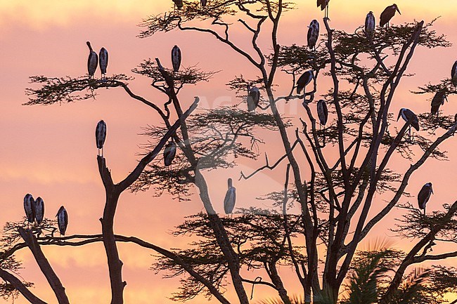 Marabou storks, Leptoptilos crumeniferus, perching on a tree at sunrise. Seronera, Serengeti National Park, Tanzania stock-image by Agami/Sergio Pitamitz,