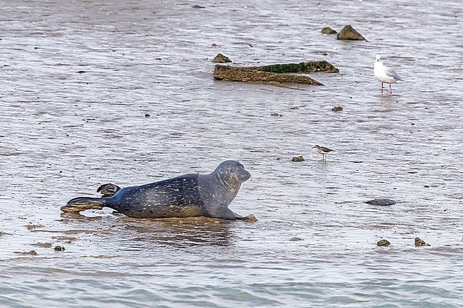 Common Seal aka Harbour Seal (Phoca vitulina) standing on shore in Ijzermonding NR, West Flanders, Belgium. stock-image by Agami/Vincent Legrand,