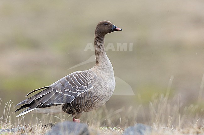 Pink-footed Goose (Anser brachyrhynchus), adult male standing on the ground, Northwestern Region, Iceland stock-image by Agami/Saverio Gatto,