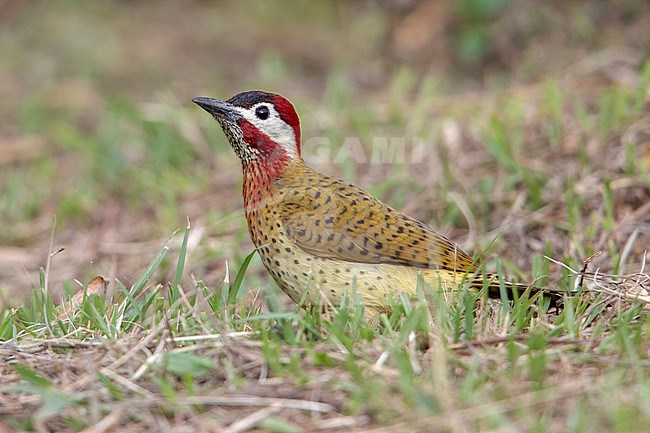 A male Spot-breasted Woodpecker (Colaptes punctigula) at Copacabana, Antioquia, Colombia.  This species is often on the ground and is in the same genus as the Northern Flicker. stock-image by Agami/Tom Friedel,