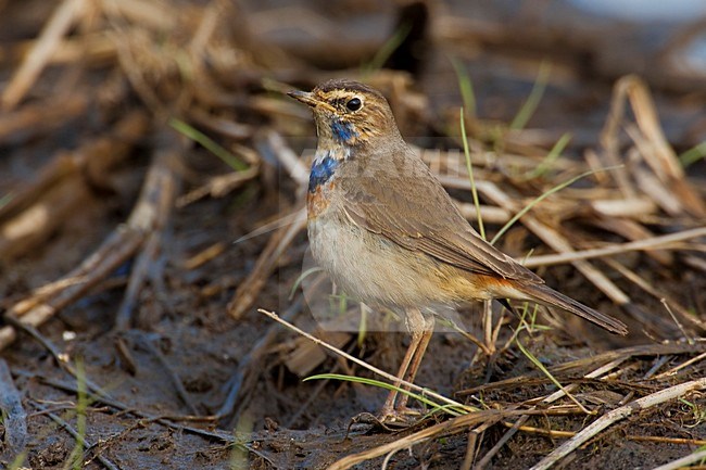 Blauwborst zittend op grond; White-Spotted Bluethroat perched on ground stock-image by Agami/Daniele Occhiato,