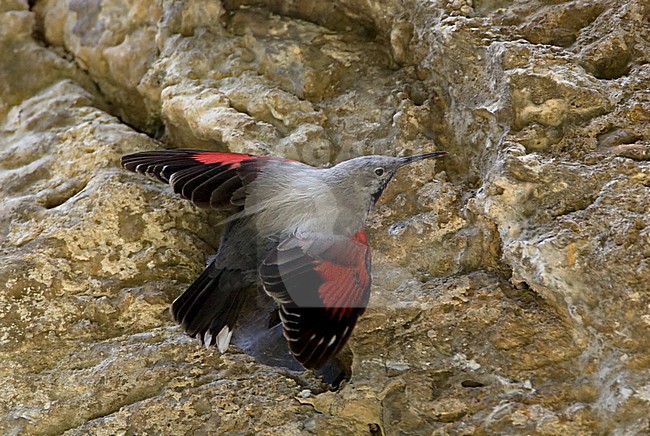 Wallcreeper photographed in Bulgaria stock-image by Agami/Tomi Muukkonen,