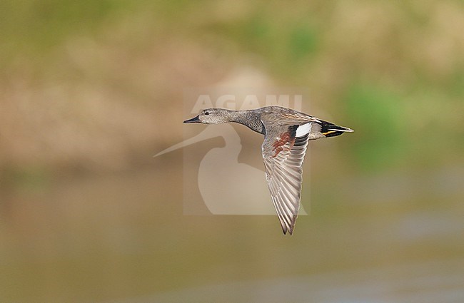 Flying adult male Gadwall (Mareca strepera) in sideview and showing upperwing stock-image by Agami/Ran Schols,
