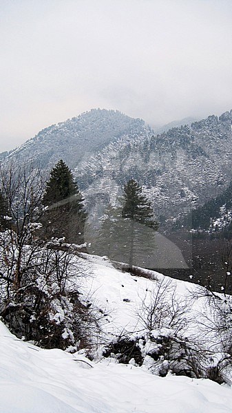 View on snow covered mountain from Dachigam in Srinigar, Kashmir, India stock-image by Agami/James Eaton,