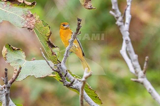 First winter male Baltimore Oriole (Icterus galbula) sitting on a figtree in the old Village, Vila do Corvo, Corvo, Azores, Portugal. stock-image by Agami/Vincent Legrand,
