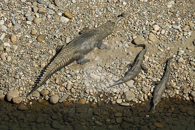 Gaviaal; Gharial stock-image by Agami/Marc Guyt,