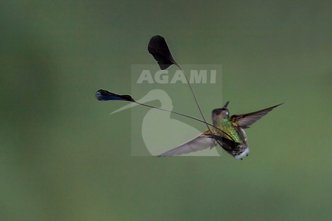 Vlagkolibrie, Marvellous Spatuletail stock-image by Agami/Dubi Shapiro,
