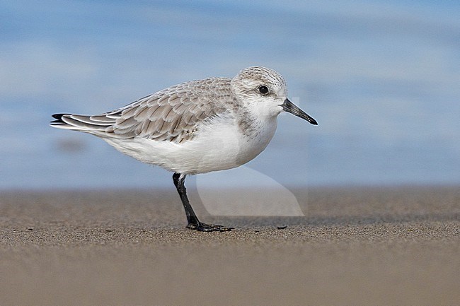 Sanderling (Calidris alba), side view of an adult in winter plumage standing on the sand, Campania, Italy stock-image by Agami/Saverio Gatto,