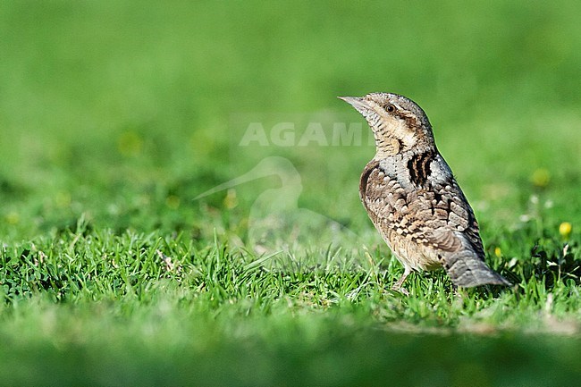 Second year Eurasian Wryneck (Jynx torquilla) foraging on a grassfield in Sde Boker, Israel. stock-image by Agami/Marc Guyt,