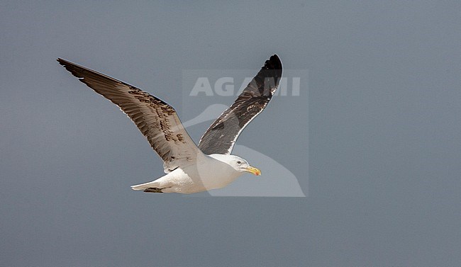 Subadult Kelp Gull (Larus dominicanus vetula) in flight along the coast in South Africa. Showing under and upper wing pattern. stock-image by Agami/Marc Guyt,