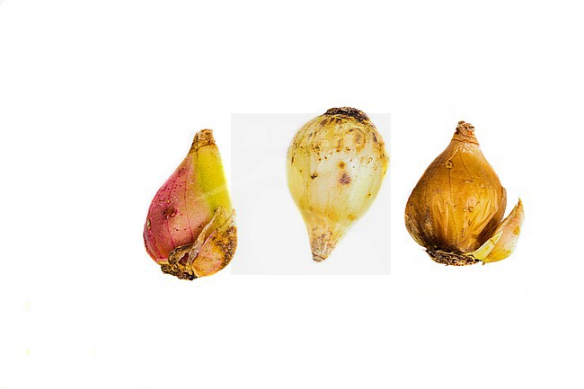 Glory of the snow bulbs stock-image by Agami/Wil Leurs,