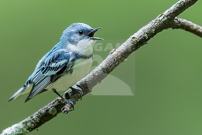 Cerulean Warbler (Dendroica cerulea) perched on a branch in Ontario, Canada stock-image by Agami/Glenn Bartley,