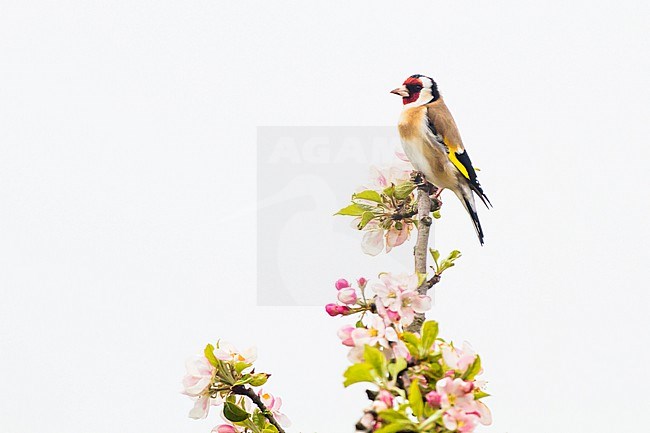 European Goldfinch, Putter, Carduelis carduelis male perched on top of apple tree in blossom stock-image by Agami/Menno van Duijn,