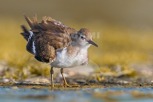 Common Sandpiper, Actitis hypoleucos, during migration in Italy. stock-image by Agami/Daniele Occhiato,