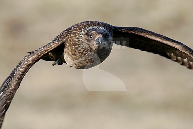 Grote Jager in de vlucht; Great Skua in flight stock-image by Agami/Menno van Duijn,