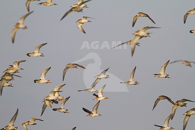 Ruff - Kampfläufer - Philomachus pugnax, Oman, adult stock-image by Agami/Ralph Martin,