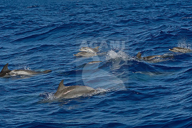 Atlantic Spotted Dolphin, Stenella frontalis, off Madeira, Portugal. stock-image by Agami/Pete Morris,