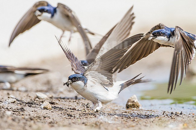 Huiszwaluw, Common House Martin, Delichon urbicum flock gathering mud for their nests stock-image by Agami/Menno van Duijn,