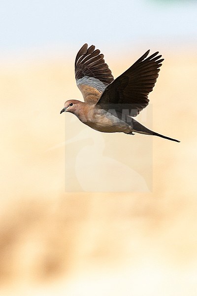 Laughing Dove (Streptopelia senegalensis) in Israel. stock-image by Agami/Marc Guyt,