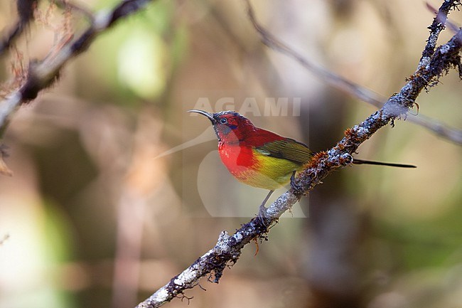 Male Mrs. Goulds Sunbird (Aethopyga gouldiae) perched at Doi Inthanon, Thailand stock-image by Agami/Helge Sorensen,