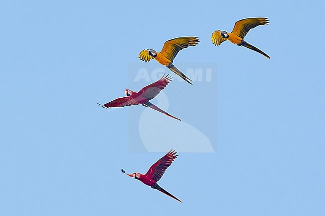 Scarlet Macaws (Ara macao) and Blue-and-yellow Macaws (Ara ararauna) in flight in Madidi NP, Bolivia stock-image by Agami/Tomas Grim,