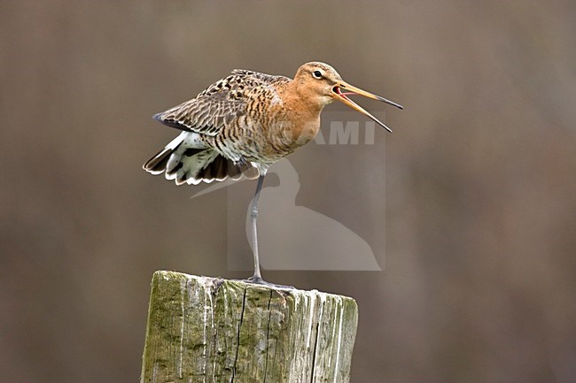 Grutto staand op paal en roepend; Black-tailed Godwit standing on pole and calling stock-image by Agami/Kristin Wilmers,